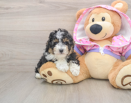 6 week old Poodle Puppy For Sale - Florida Fur Babies