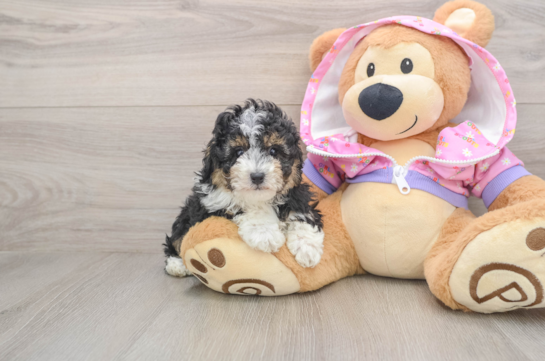 Hypoallergenic Poodle Baby