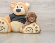 7 week old Poodle Puppy For Sale - Florida Fur Babies