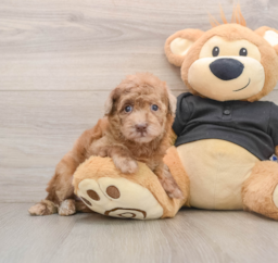 6 week old Poodle Puppy For Sale - Florida Fur Babies