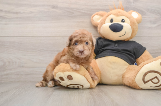 Friendly Poodle Baby