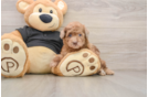Playful Poodle Baby