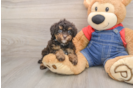 Playful Poodle Baby