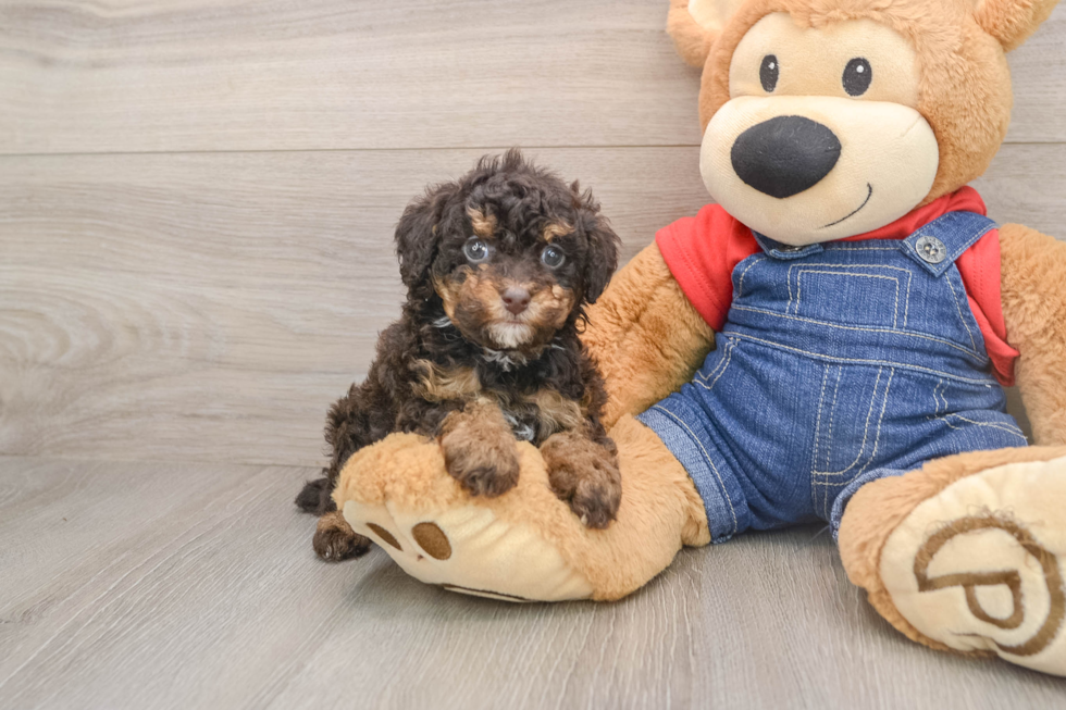 Playful Poodle Baby