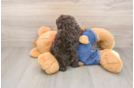 Petite Pudle Purebred Puppy