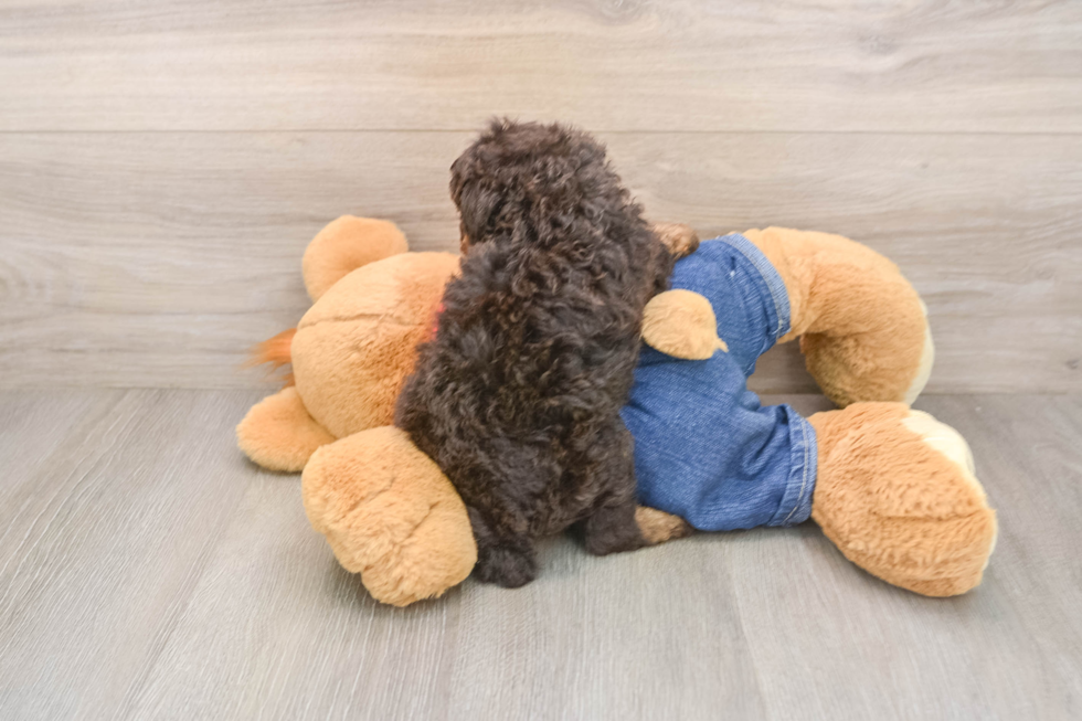 Petite Pudle Purebred Puppy