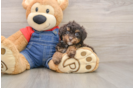 Fluffy Pudel Purebred Puppy