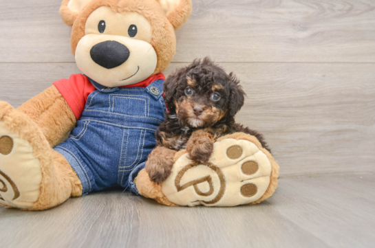 Fluffy Pudel Purebred Puppy