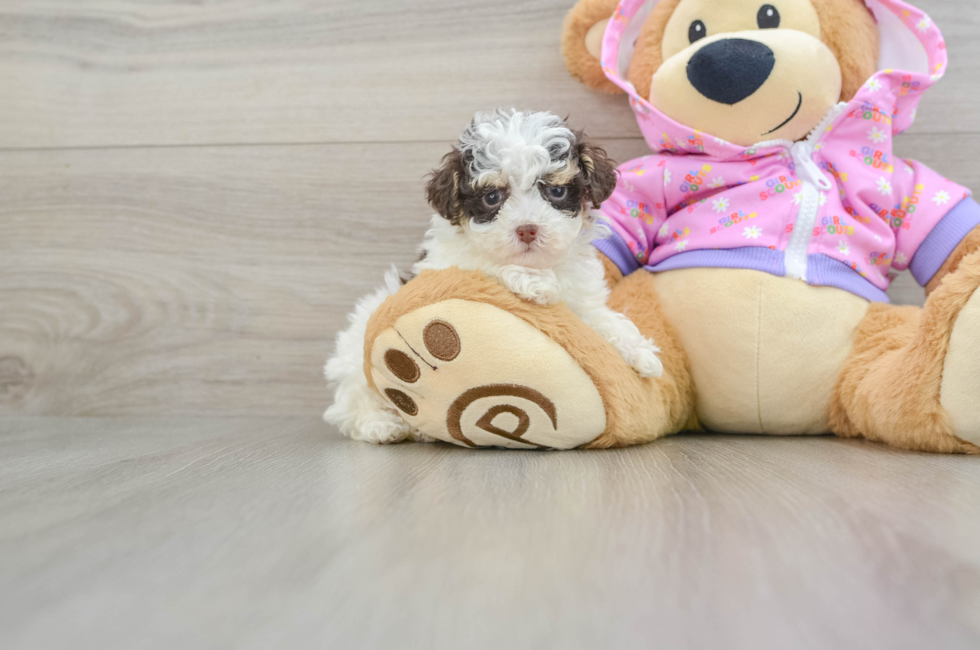 7 week old Poodle Puppy For Sale - Florida Fur Babies