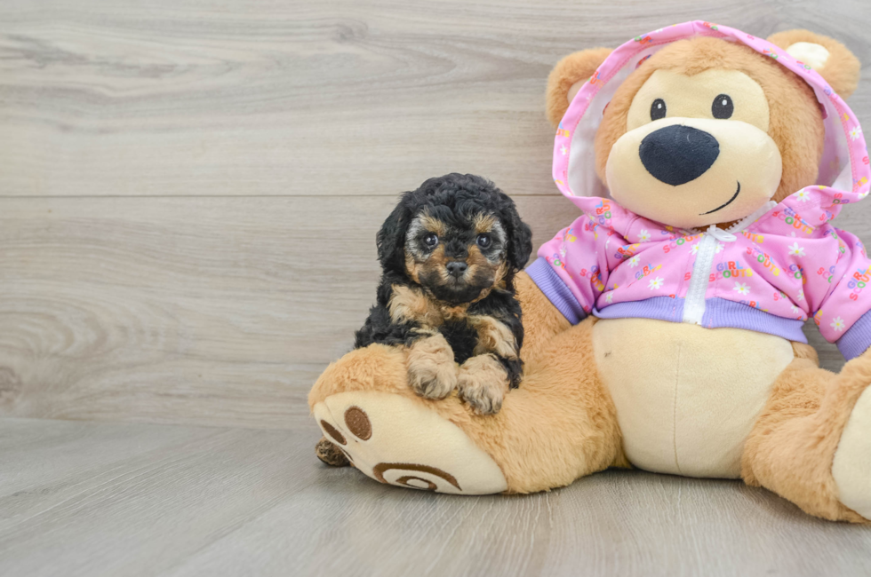 6 week old Poodle Puppy For Sale - Florida Fur Babies