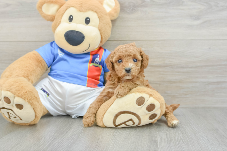 Happy Toy Poodle Purebred Puppy
