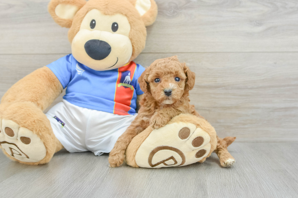 5 week old Poodle Puppy For Sale - Florida Fur Babies