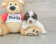 7 week old Poodle Puppy For Sale - Florida Fur Babies