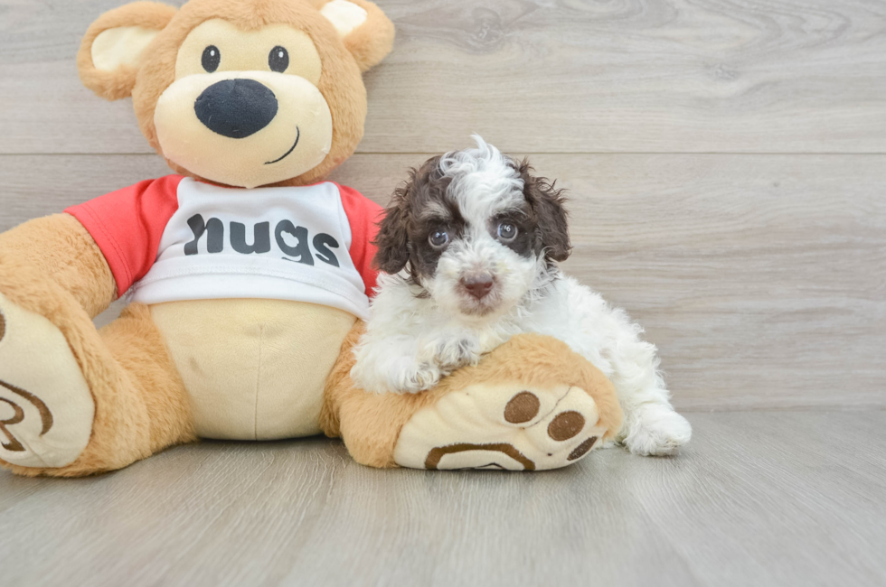 7 week old Poodle Puppy For Sale - Florida Fur Babies