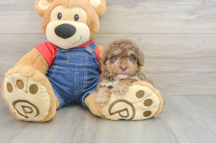Sweet Pudel Purebred Puppy
