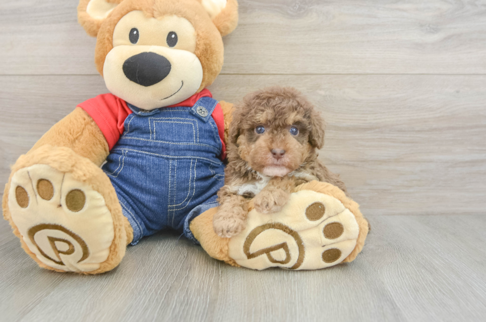 5 week old Poodle Puppy For Sale - Florida Fur Babies