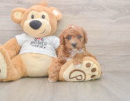 7 week old Poodle Puppy For Sale - Florida Fur Babies