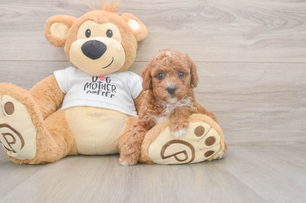 5 week old Poodle Puppy For Sale - Florida Fur Babies