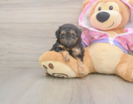 7 week old Poodle Puppy For Sale - Florida Fur Babies