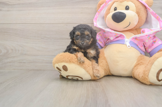 5 week old Poodle Puppy For Sale - Florida Fur Babies Petite Pudle Purebred Puppy
