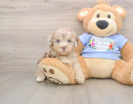 8 week old Poodle Puppy For Sale - Florida Fur Babies