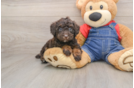 Poodle Pup Being Cute