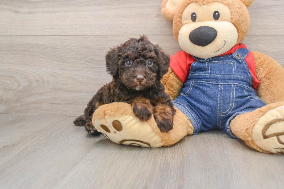Poodle Pup Being Cute