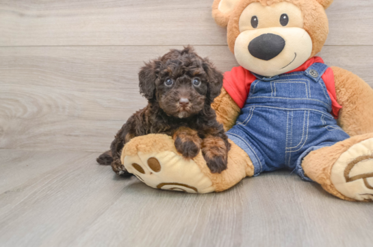 Poodle Pup Being Cute