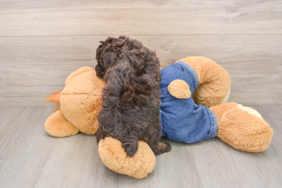 Little Poodle Baby