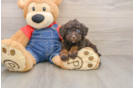 Hypoallergenic Poodle Baby