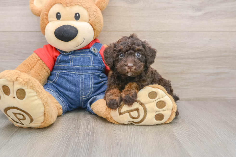 Hypoallergenic Poodle Baby