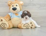 9 week old Poodle Puppy For Sale - Florida Fur Babies