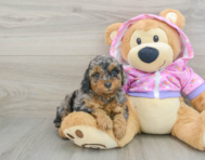 7 week old Poodle Puppy For Sale - Florida Fur Babies