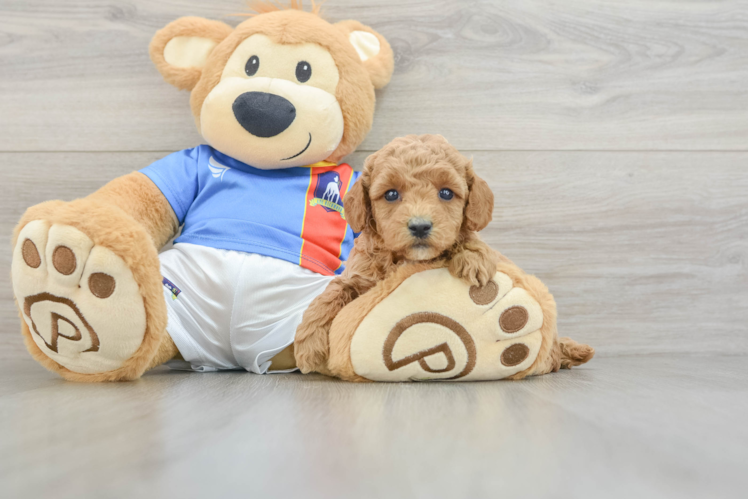 Poodle Puppy for Adoption