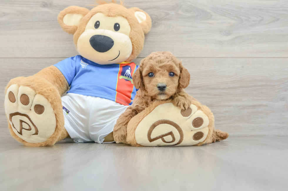 5 week old Poodle Puppy For Sale - Florida Fur Babies