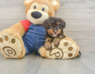8 week old Poodle Puppy For Sale - Florida Fur Babies