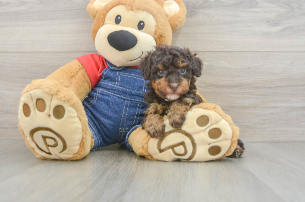 5 week old Poodle Puppy For Sale - Florida Fur Babies