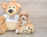 7 week old Poodle Puppy For Sale - Florida Fur Babies