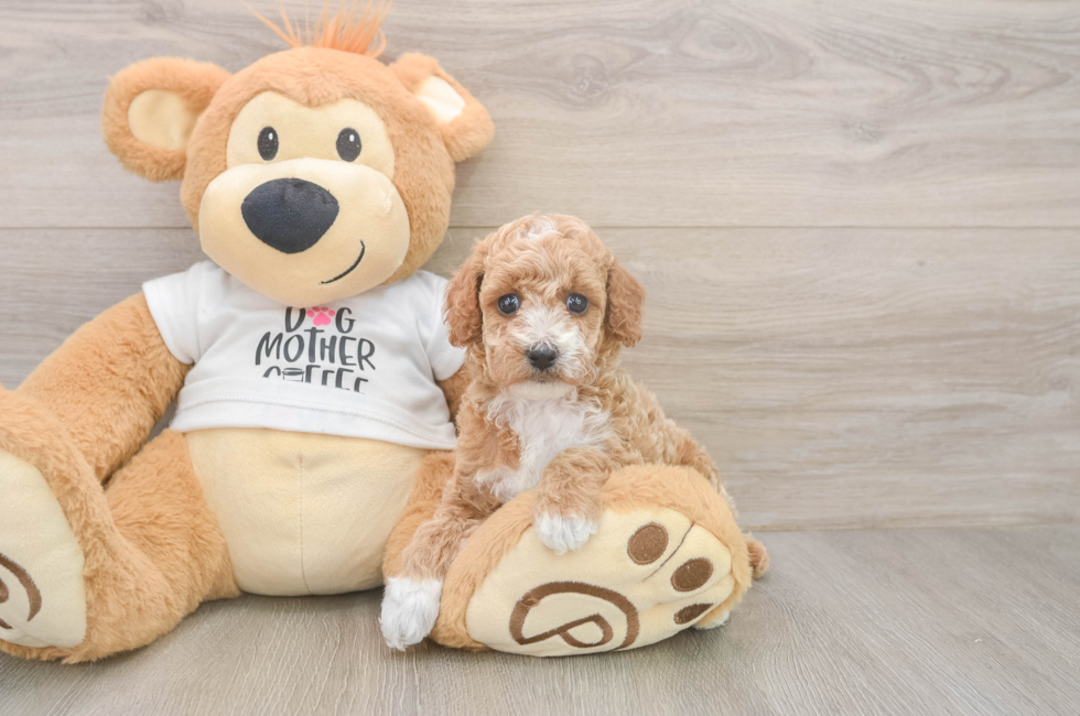 5 week old Poodle Puppy For Sale - Florida Fur Babies