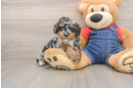 Sweet Pudle Purebred Puppy