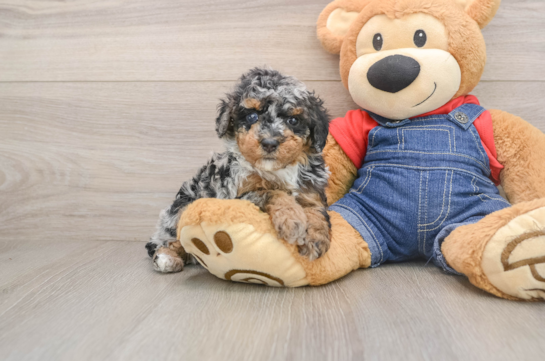 Sweet Pudle Purebred Puppy