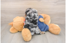 Small Poodle Purebred Pup