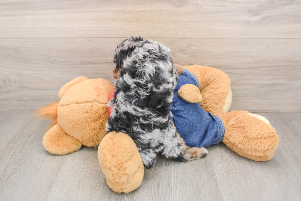 Small Poodle Purebred Pup