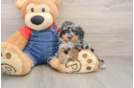Poodle Pup Being Cute