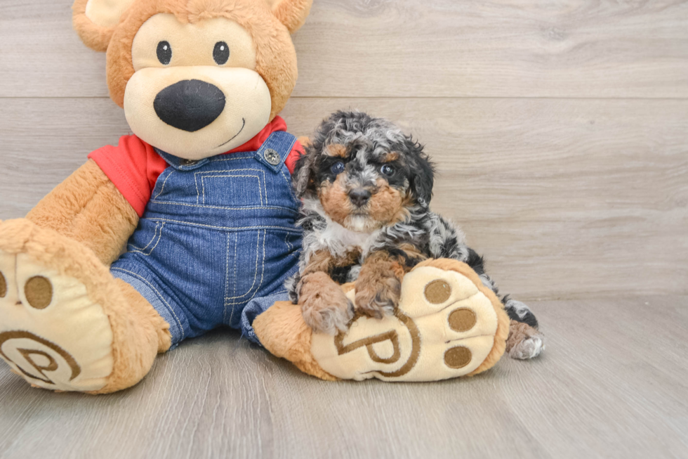 Poodle Pup Being Cute