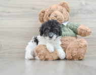 12 week old Poodle Puppy For Sale - Florida Fur Babies