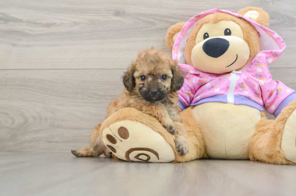 6 week old Poodle Puppy For Sale - Florida Fur Babies