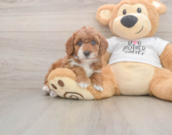7 week old Poodle Puppy For Sale - Florida Fur Babies