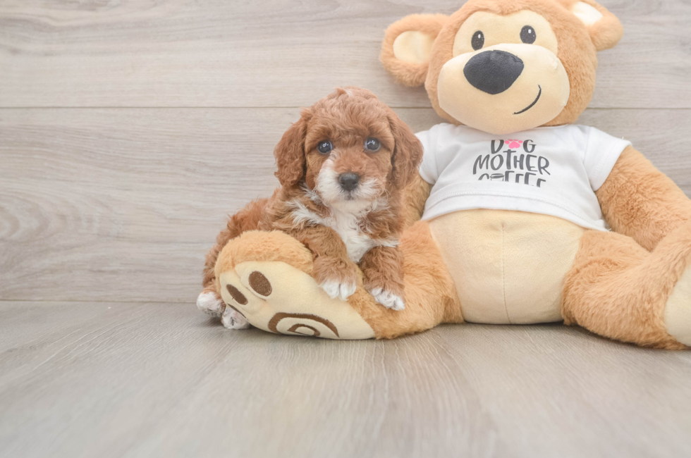 5 week old Poodle Puppy For Sale - Florida Fur Babies