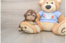 Poodle Puppy for Adoption
